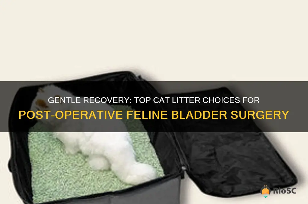 best cat litter good for post operative feline bladder surgery
