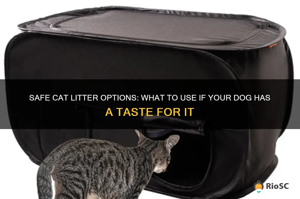best cat litter if dog eats it