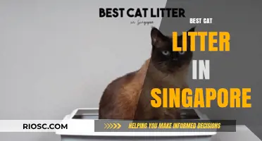Top-Rated Cat Litter Options in Singapore: A Comprehensive Guide for Pet Owners