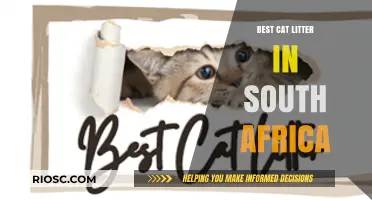 Top-Rated Cat Litter Options in South Africa: A Comprehensive Guide for Pet Owners