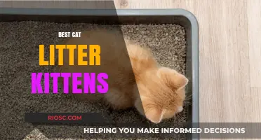 Top Picks for the Best Cat Litter for Kittens: Gentle, Safe, and Easy to Use