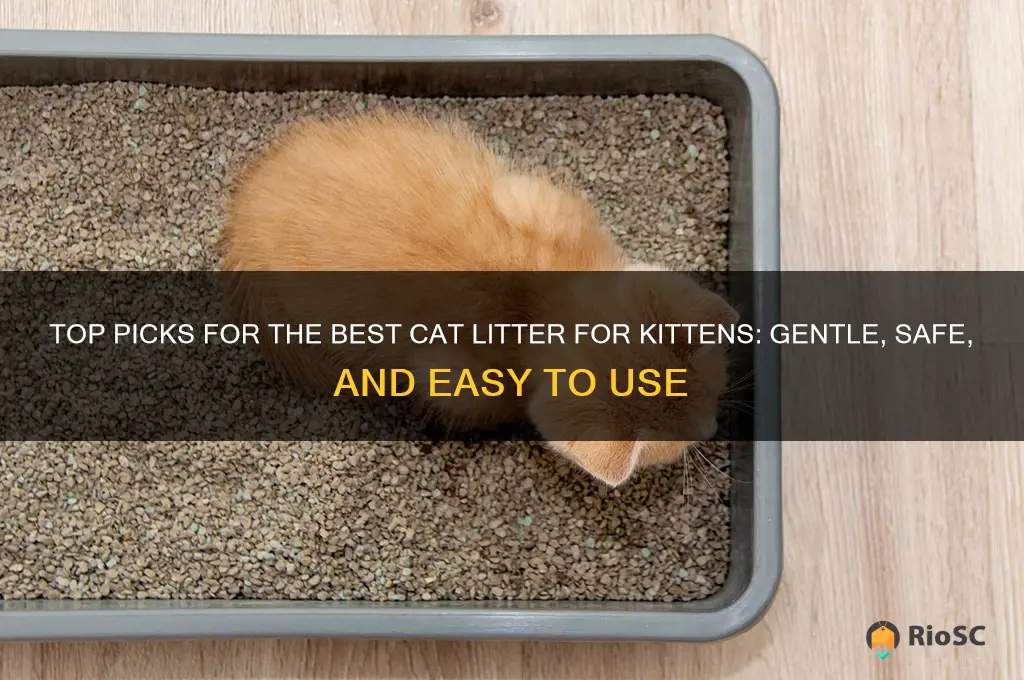 best cat litter kittens