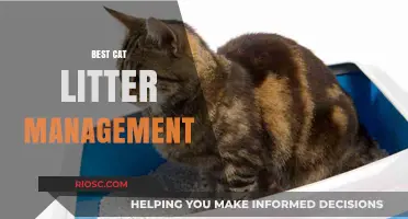 Effective Cat Litter Management: Tips for a Clean, Odor-Free Home