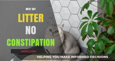 Top Cat Litter Options to Prevent Constipation and Keep Your Feline Healthy