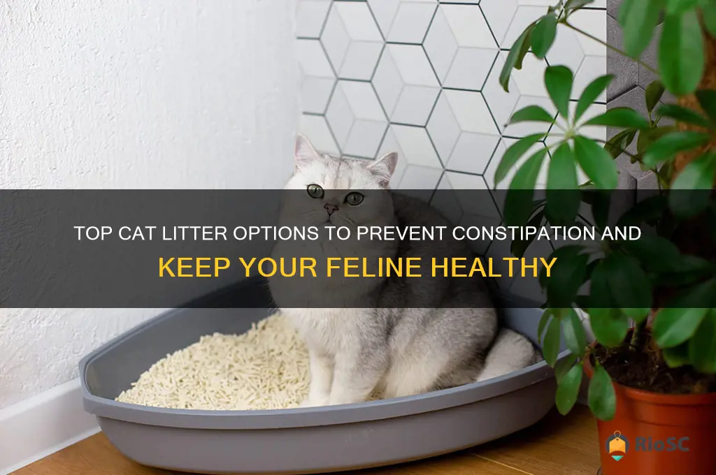 best cat litter no constipation