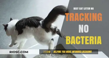 Ultimate Guide to the Best Cat Litter: Zero Tracking, Bacteria-Free, and Odor-Free Solutions
