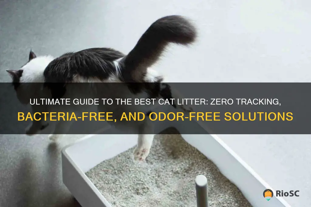 best cat litter no tracking no bacteria