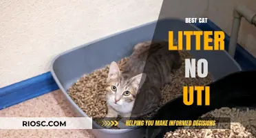 UTI-Free Feline Care: Discover the Best Cat Litter to Prevent Urinary Tract Infections