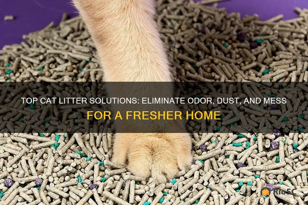 best cat litter odor dust mess