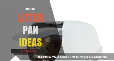 Creative and Practical Cat Litter Pan Ideas for a Cleaner, Happier Home