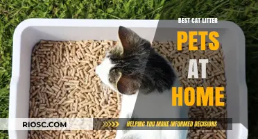 Top Cat Litter Options for a Clean and Happy Home