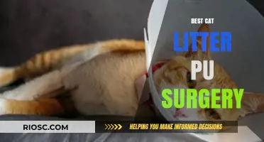 Top Cat Litter Solutions Post-PU Surgery: Ensuring Comfort and Recovery for Your Feline Friend