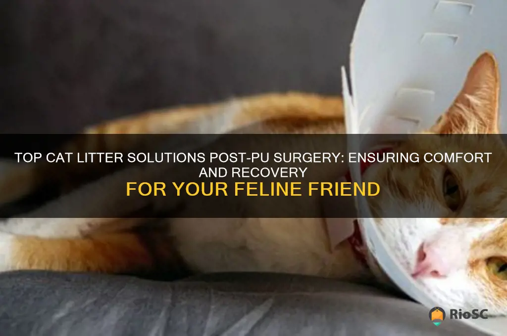 best cat litter pu surgery