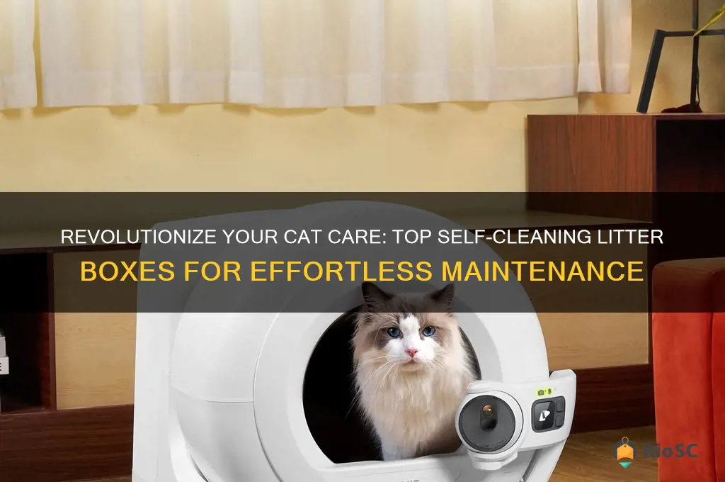 best cat litter self cjeaning