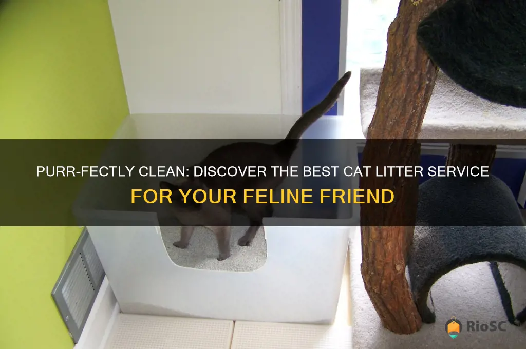 best cat litter service
