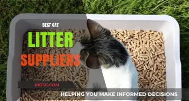 Top-Rated Cat Litter Suppliers: Where to Find the Best Options for Your Feline Friend