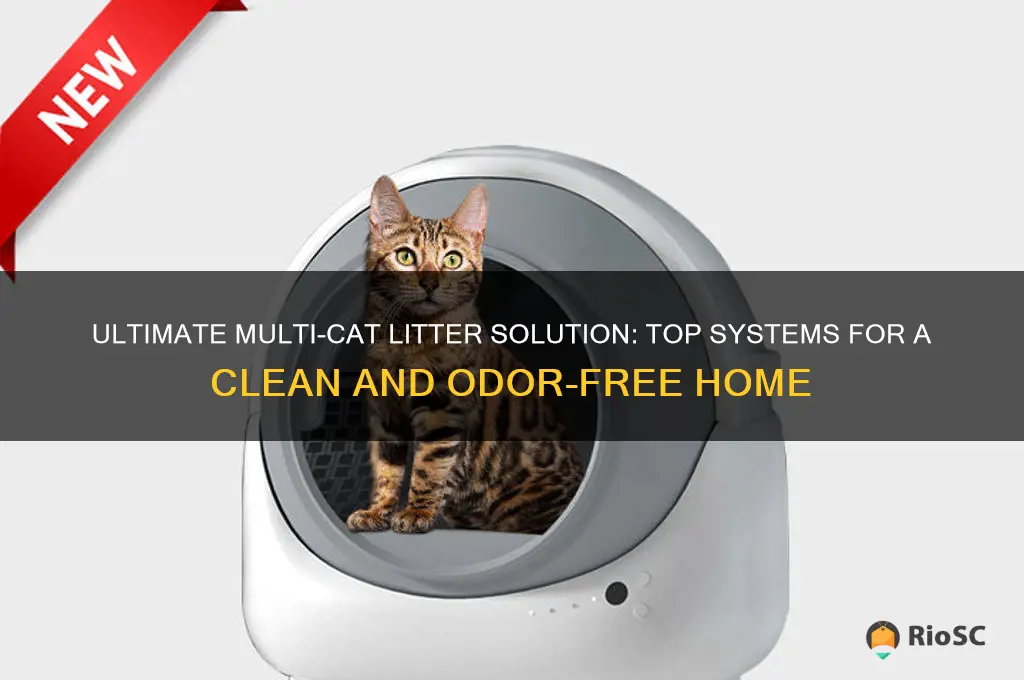 best cat litter system for multiple cats