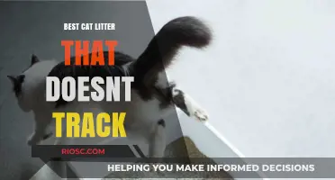 Top Non-Tracking Cat Litter Options for a Cleaner Home