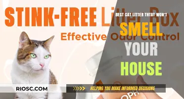Fresh and Odor-Free: The Best Cat Litter to Keep Your Home Smelling Clean