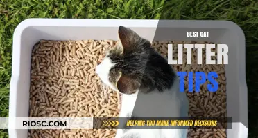 Purr-fectly Clean: Expert Tips for Choosing and Maintaining the Best Cat Litter