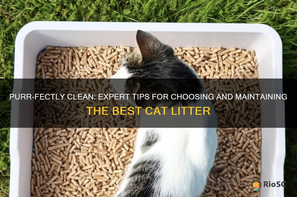 best cat litter tips