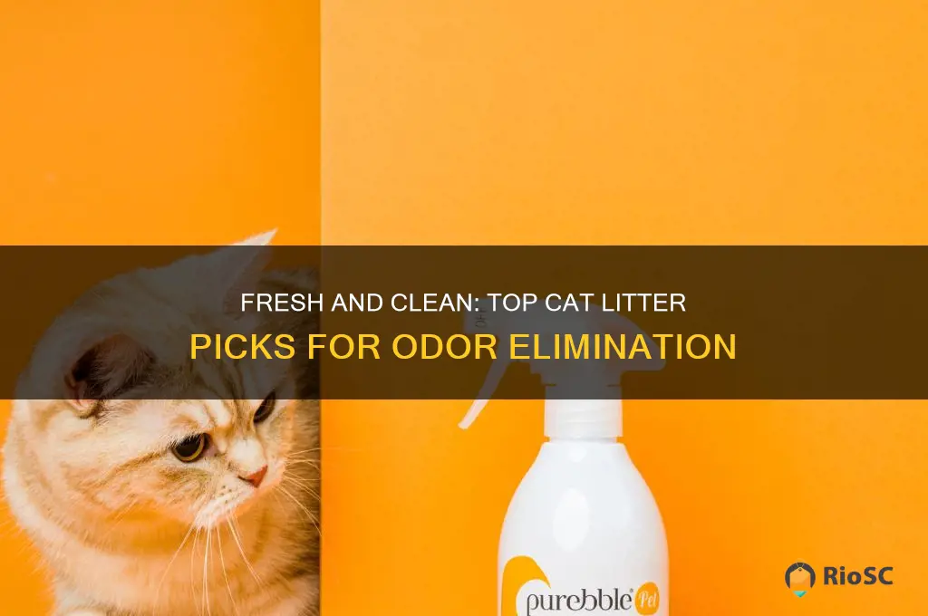 best cat litter to eliminte order