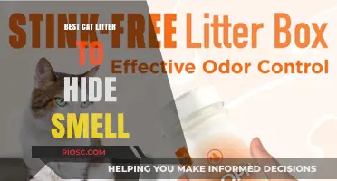 Fresh and Odor-Free: Top Cat Litter Picks to Eliminate Unwanted Smells