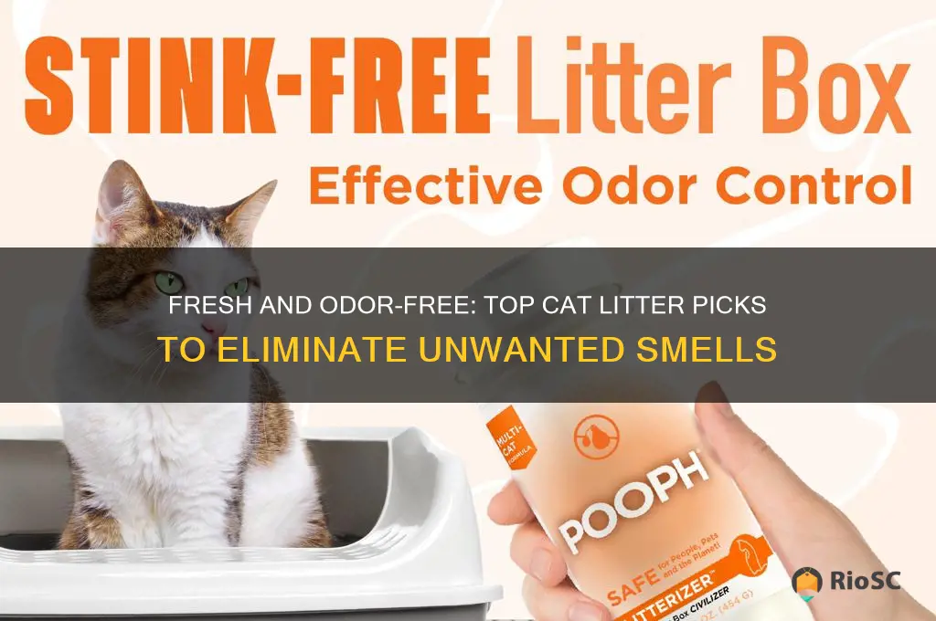 best cat litter to hide smell