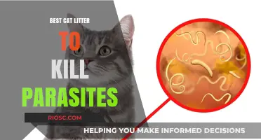 Effective Cat Litter Solutions to Eliminate Parasites and Keep Your Feline Healthy