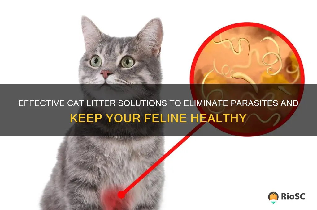 best cat litter to kill parasites