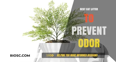 Fresh and Clean: Top Cat Litter Picks for Maximum Odor Control
