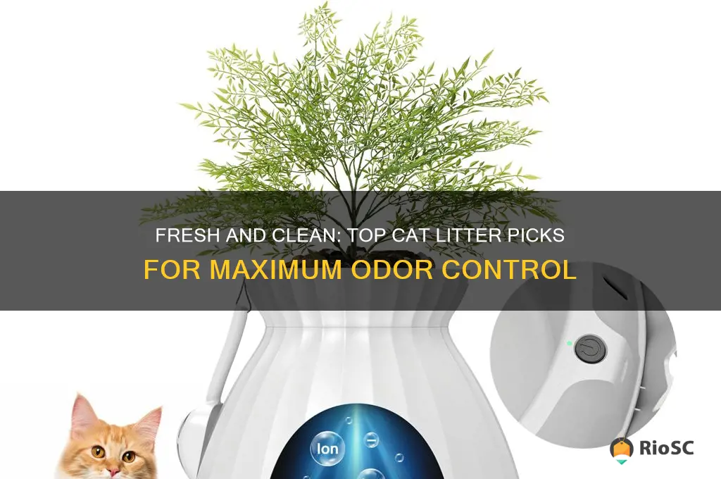 best cat litter to prevent odor