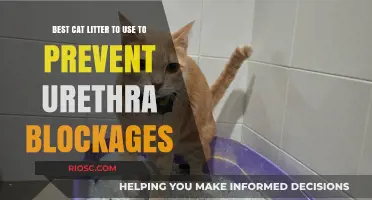 Preventing Urethra Blockages in Cats: Top Cat Litter Recommendations for Optimal Feline Health