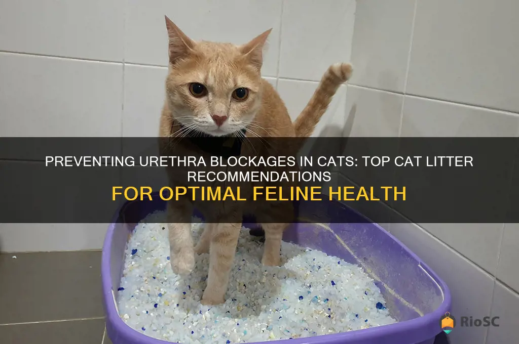best cat litter to use to prevent urethra blockages