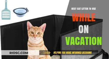 Top Vacation-Friendly Cat Litter Options for Stress-Free Travel