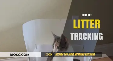 Top Solutions for Reducing Cat Litter Tracking: Keep Your Home Clean and Tidy