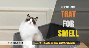 Odor-Free Solutions: Top Cat Litter Trays to Keep Your Home Smelling Fresh