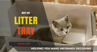 Top Picks for the Best Cat Litter Tray: Comfort, Convenience, and Cleanliness for Your Feline Friend