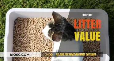 Top Picks for the Best Cat Litter Value: Quality Meets Affordability
