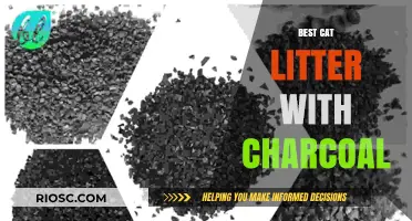 Top Charcoal-Infused Cat Litter Options for Odor Control and Freshness