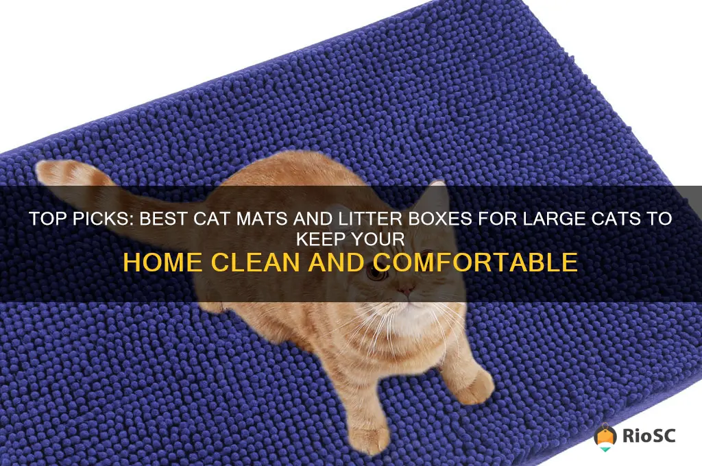 best cat matt and litter box for large cats