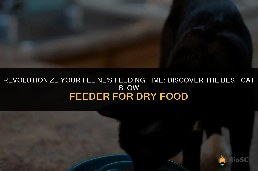 best cat slow feeder dry food