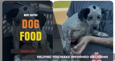 Top Nutrition Picks: The Best Dog Food for Your Cattle Dog Companion
