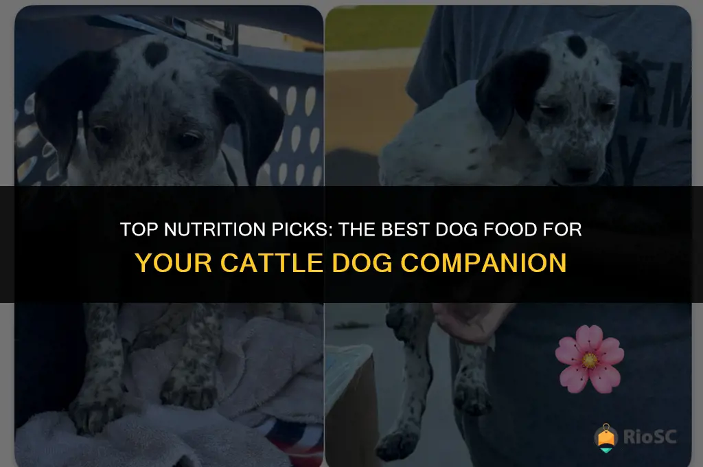 best cattle dog food