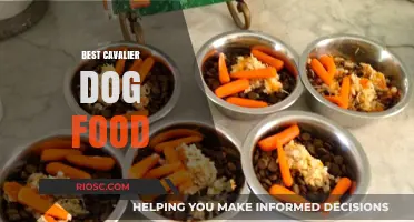 Top Nutrition Picks: The Best Dog Food for Your Cavalier Companion