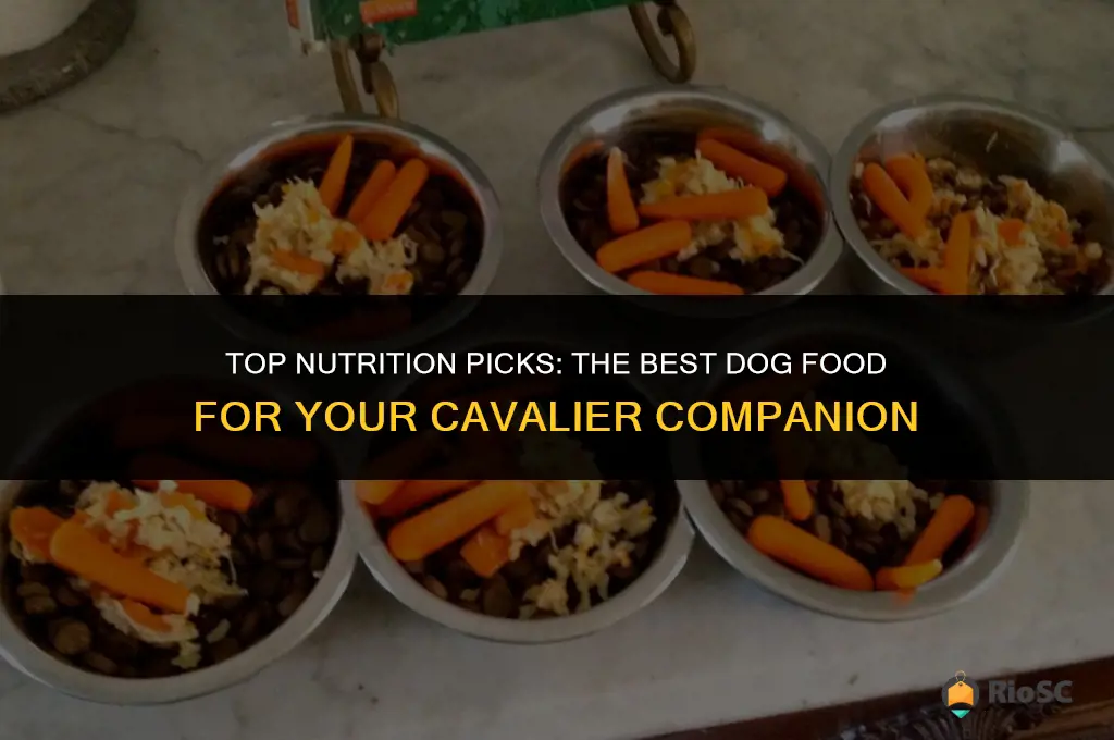 best cavalier dog food