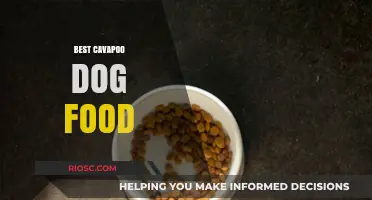 Top Nutrition Picks: The Best Dog Food for Your Cavapoo Companion