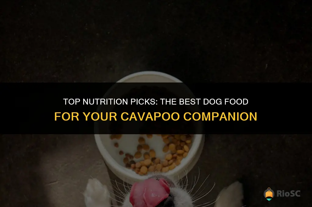 best cavapoo dog food