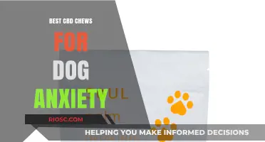 Calm Canines: Top CBD Chews to Ease Dog Anxiety and Promote Relaxation