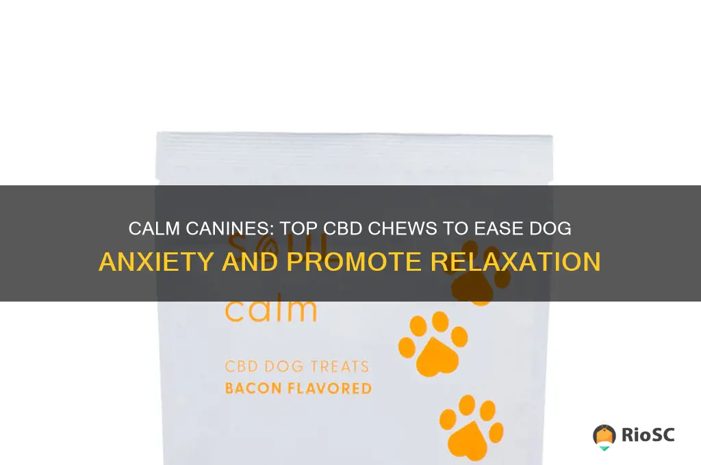 best cbd chews for dog anxiety